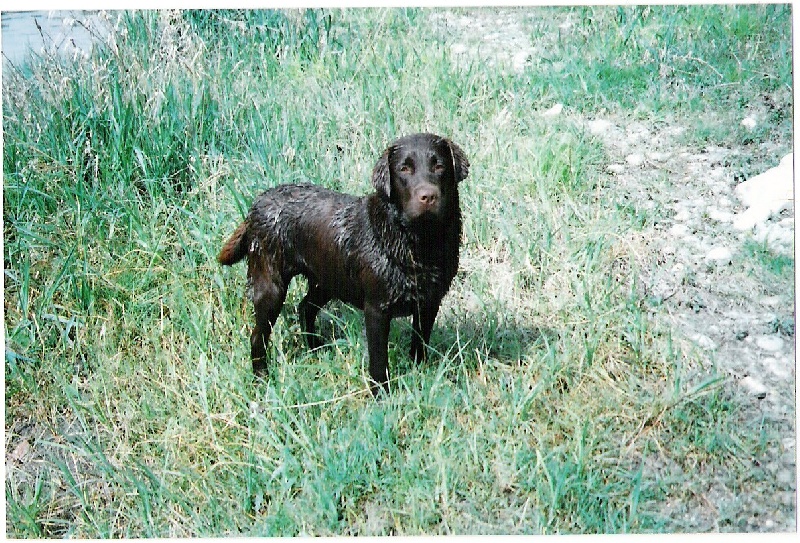 Bagheera Du bois des charagons