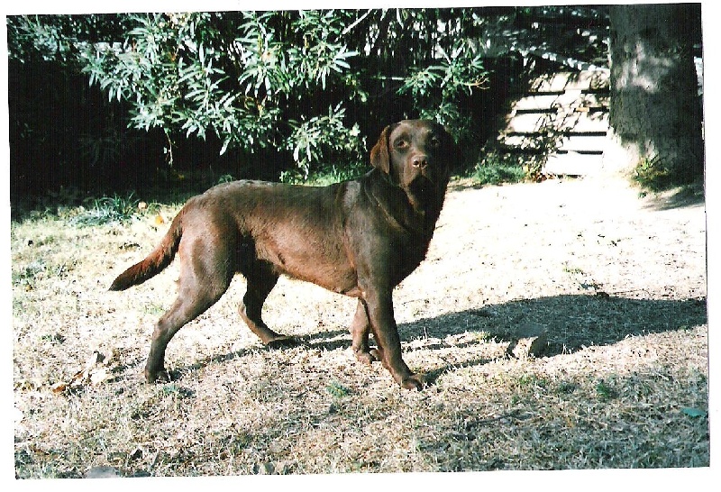 Bagheera Du bois des charagons