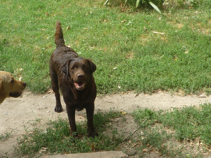 Bagheera Du bois des charagons