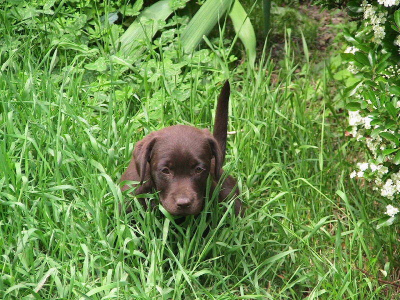 Bagheera Du bois des charagons