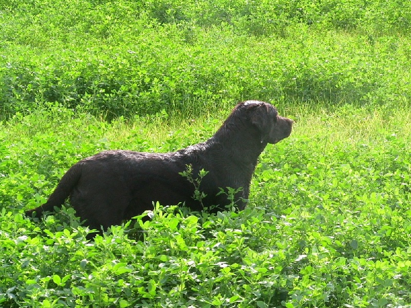 Bagheera Du bois des charagons