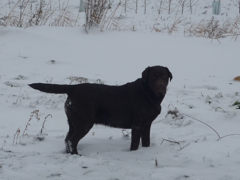 Bagheera Du bois des charagons