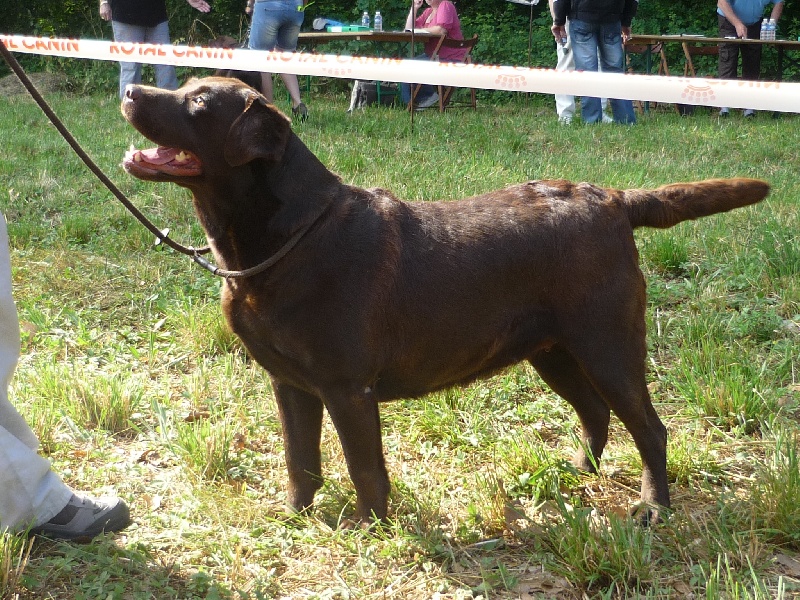 Bagheera Du bois des charagons