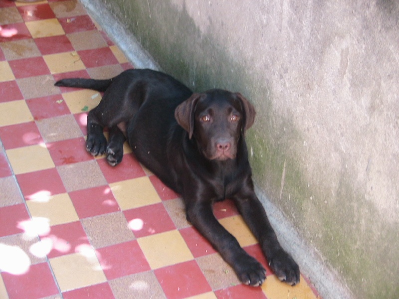 Bagheera Du bois des charagons