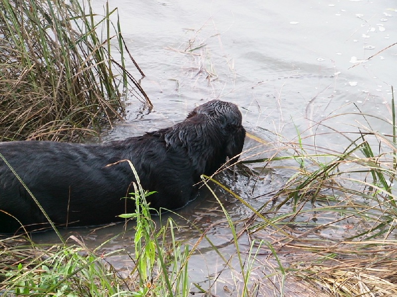 Bagheera Du bois des charagons