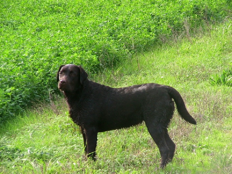 Bagheera Du bois des charagons