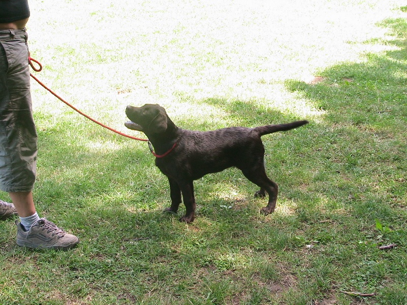 Bagheera Du bois des charagons