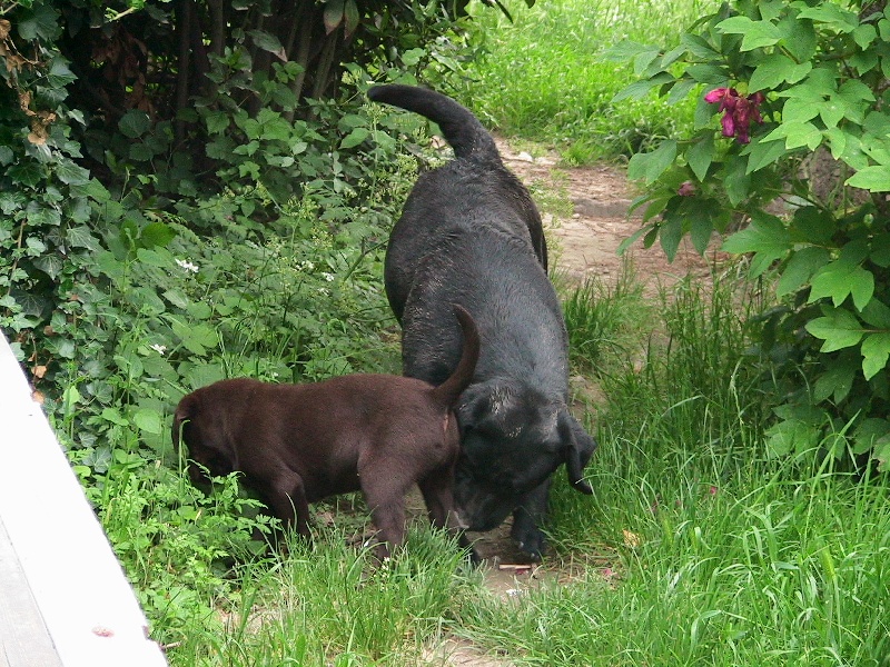 Bagheera Du bois des charagons