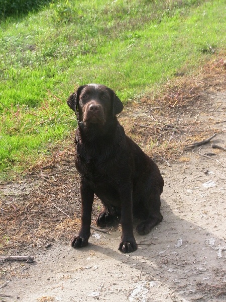 Bagheera Du bois des charagons