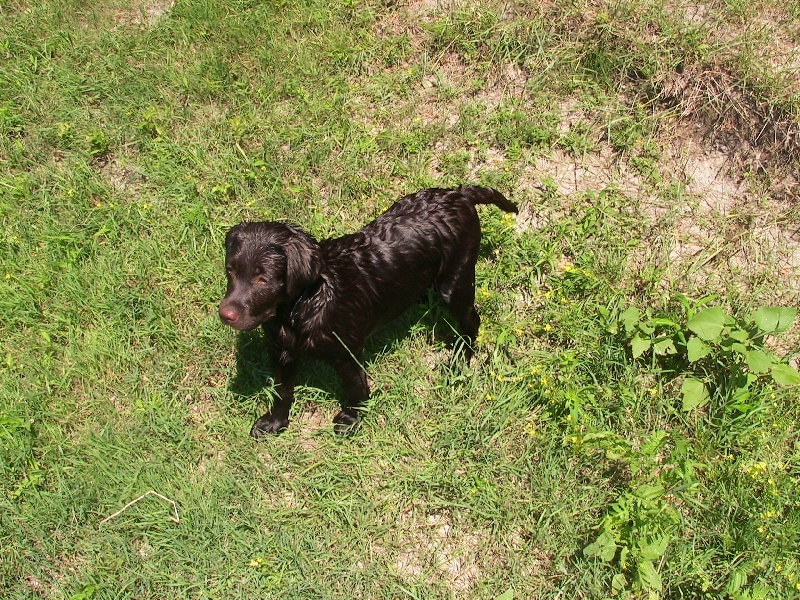 Bagheera Du bois des charagons