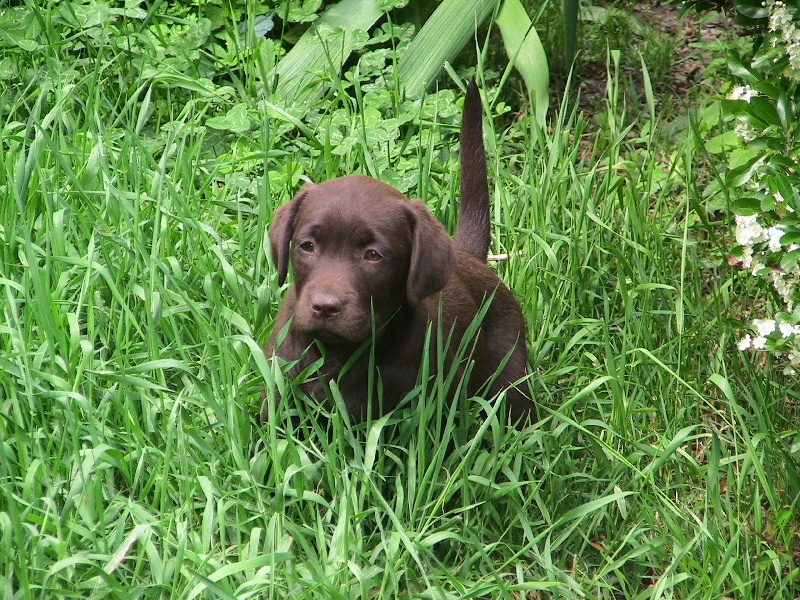 Bagheera Du bois des charagons