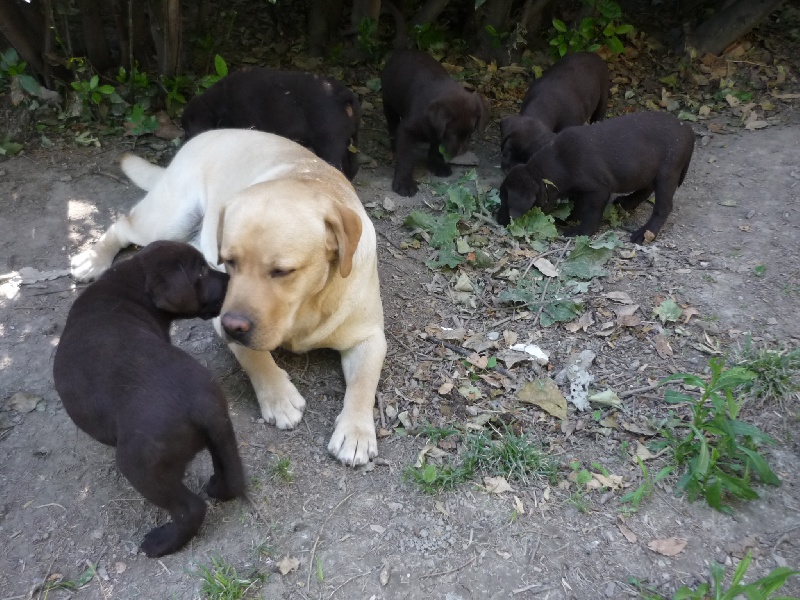 chiot Labrador Retriever Beeswax