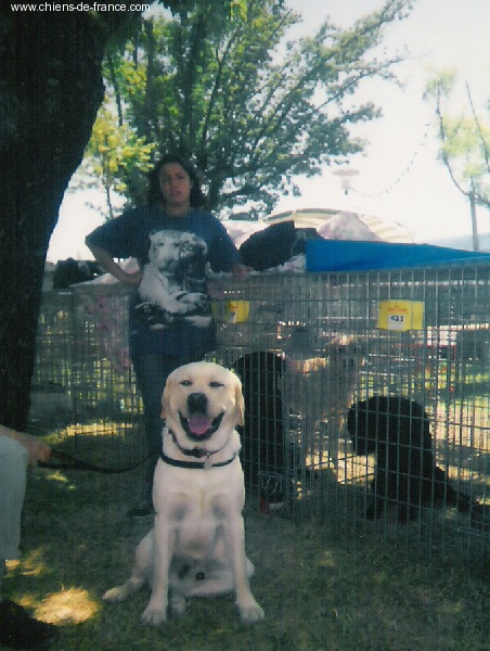 Les chiens adultes