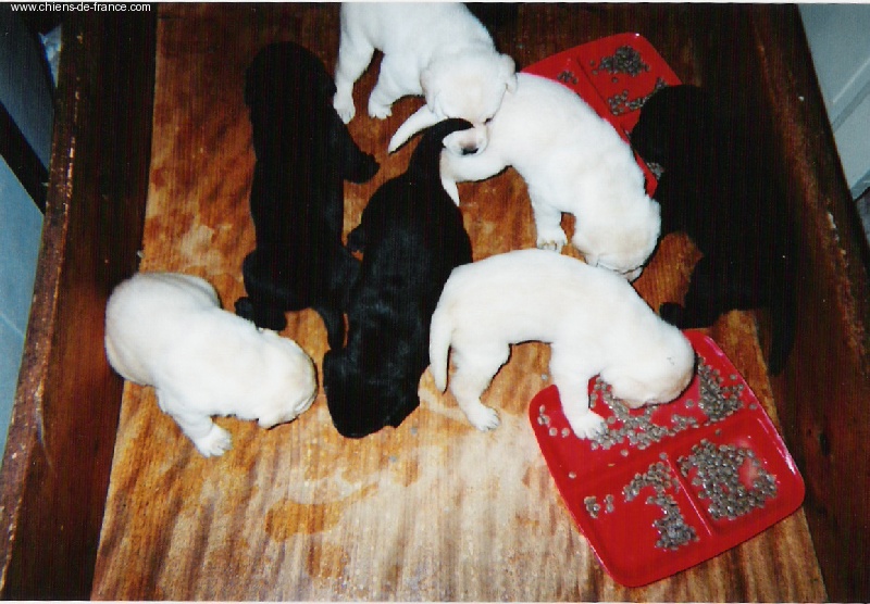 Les chiots